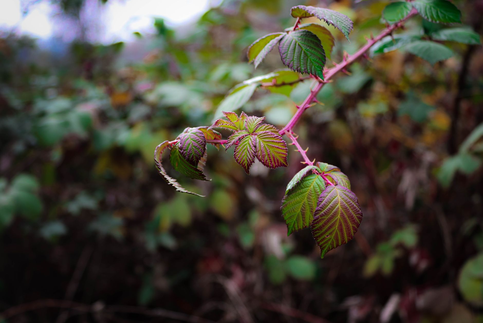 Overgrown garden in social housing property - showing tangled brambles and unkempt vegetation